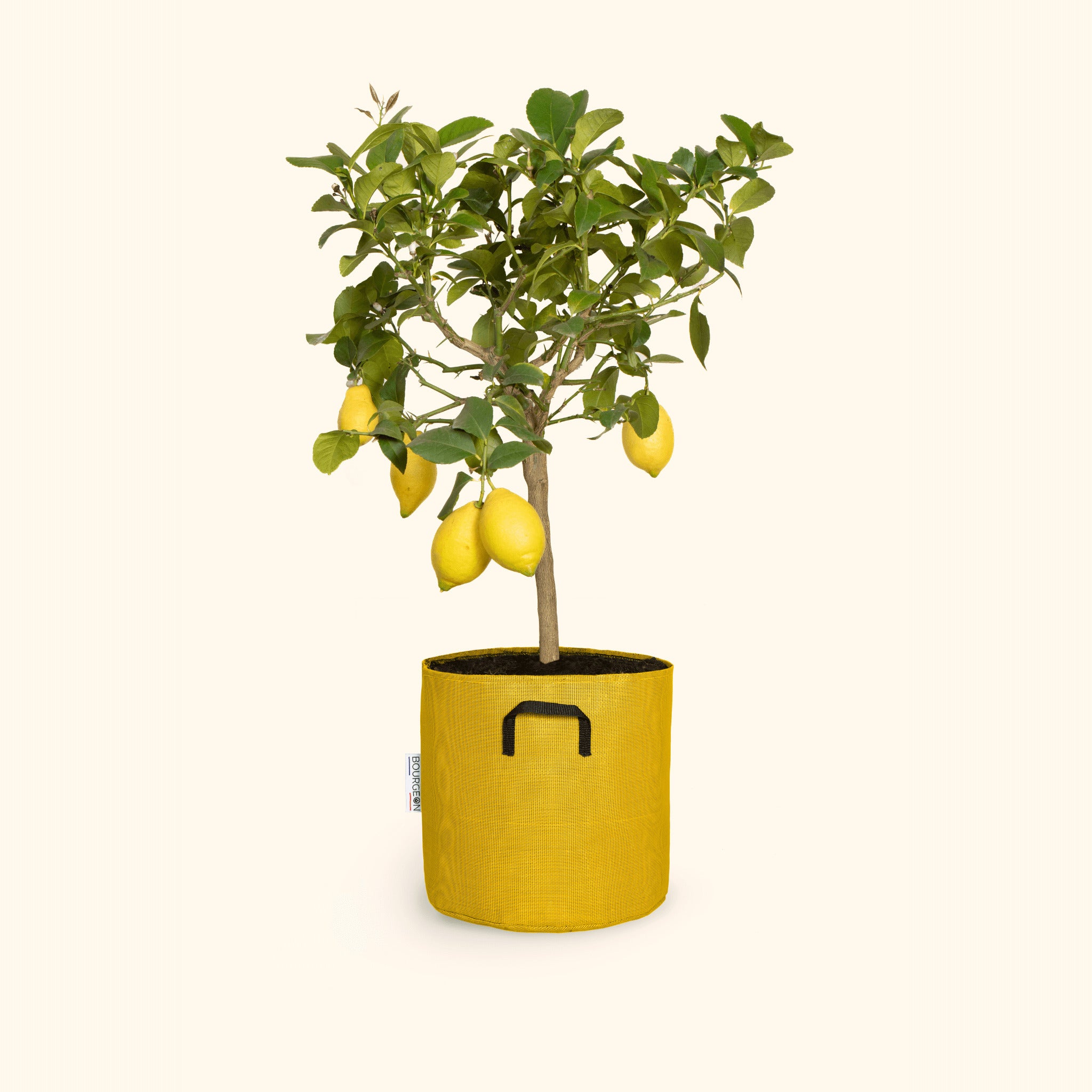 Citronnier jaune 60cm + pot jaune