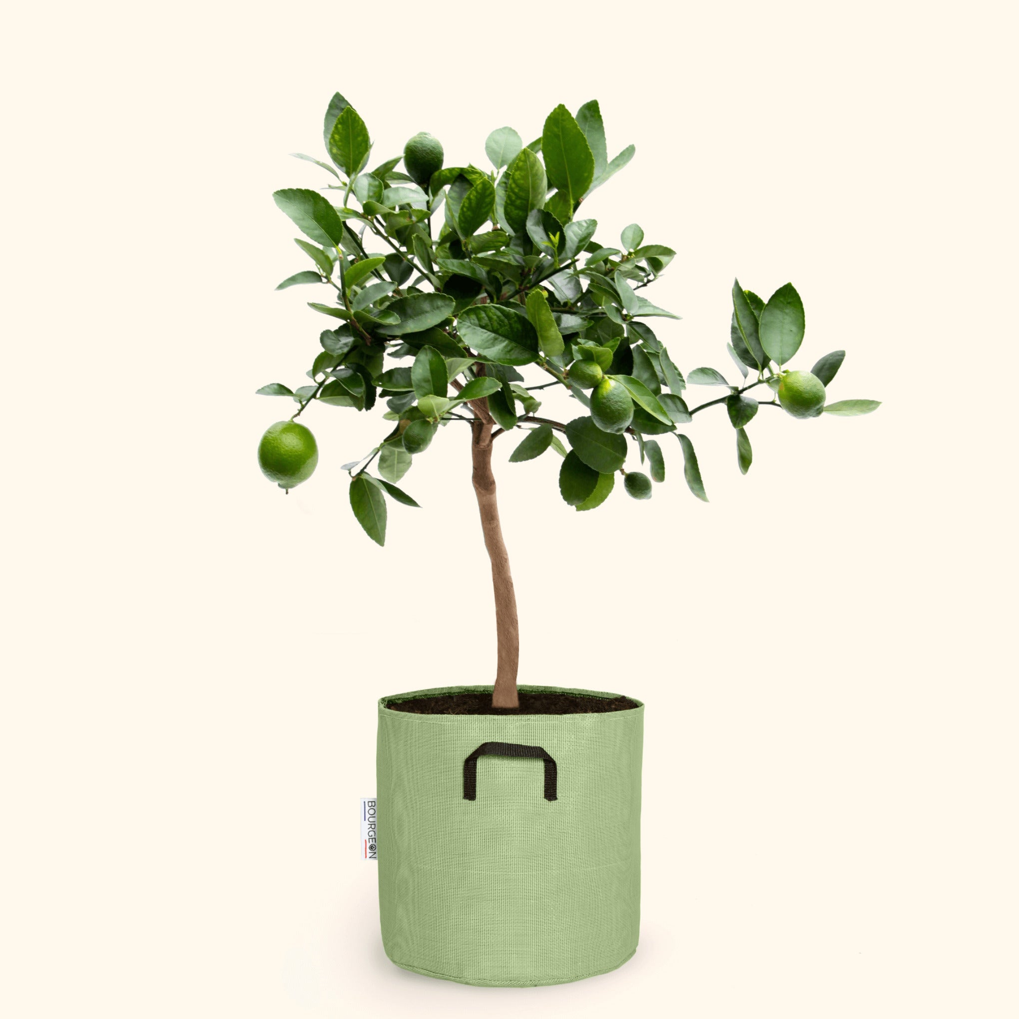 Citronnier vert  75cm + pot vert