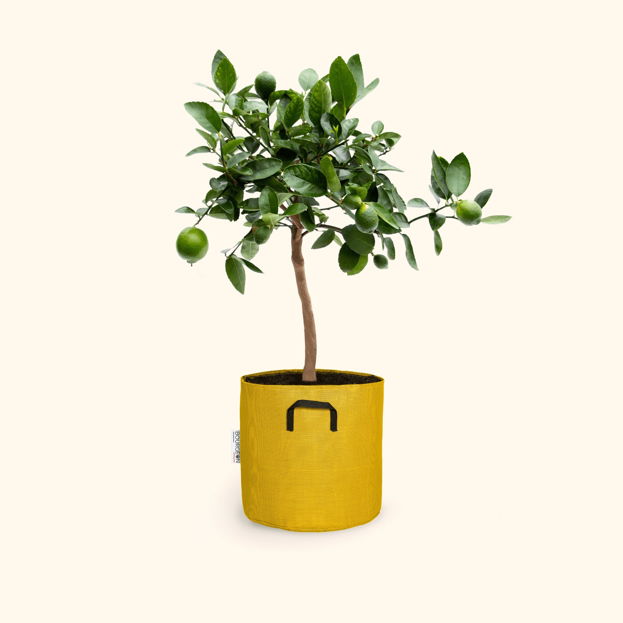 Citronnier vert 75cm + pot jaune