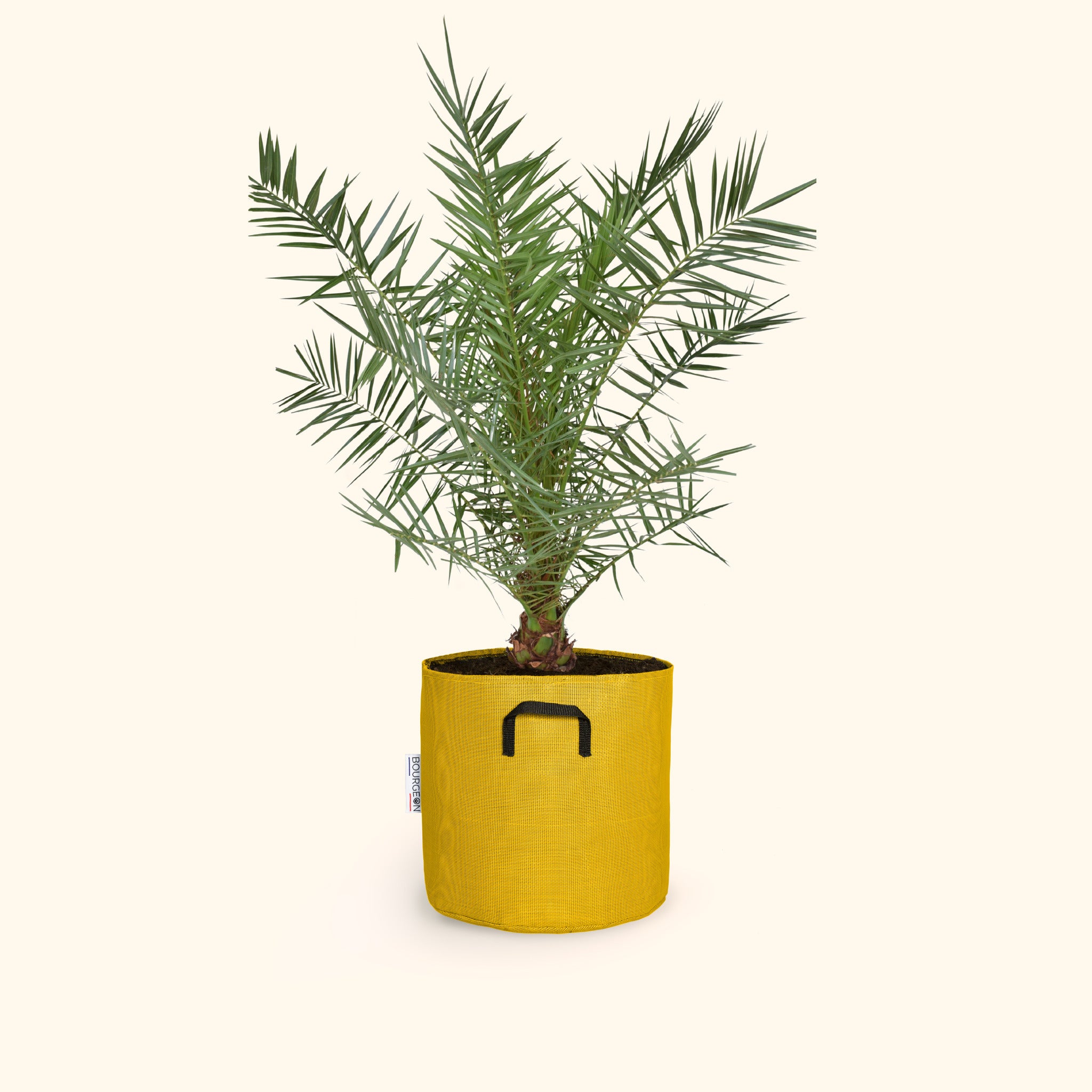 Phoenix canariensis 90cm + pot jaune