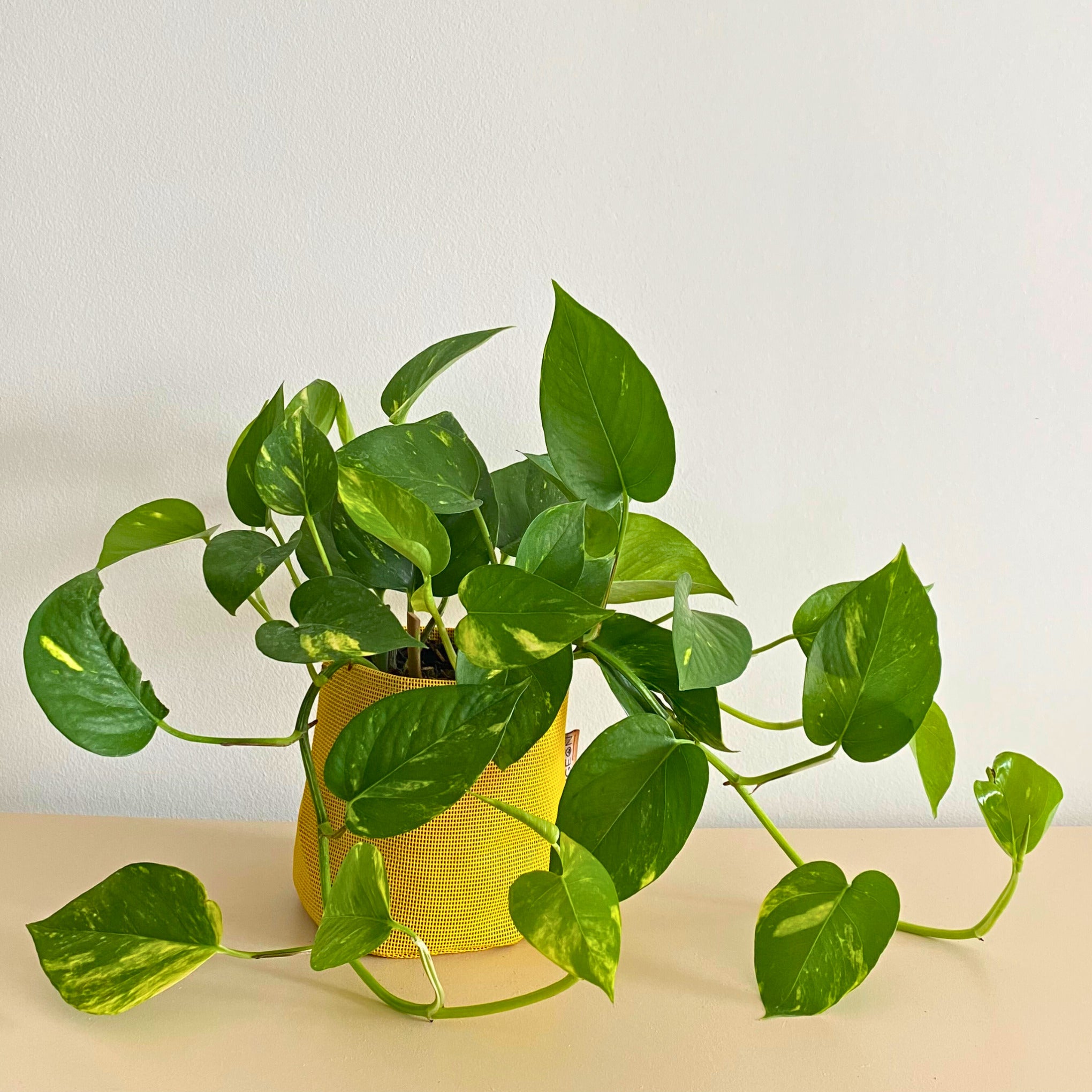 Epipremnum aureum 35cm + pot jaune