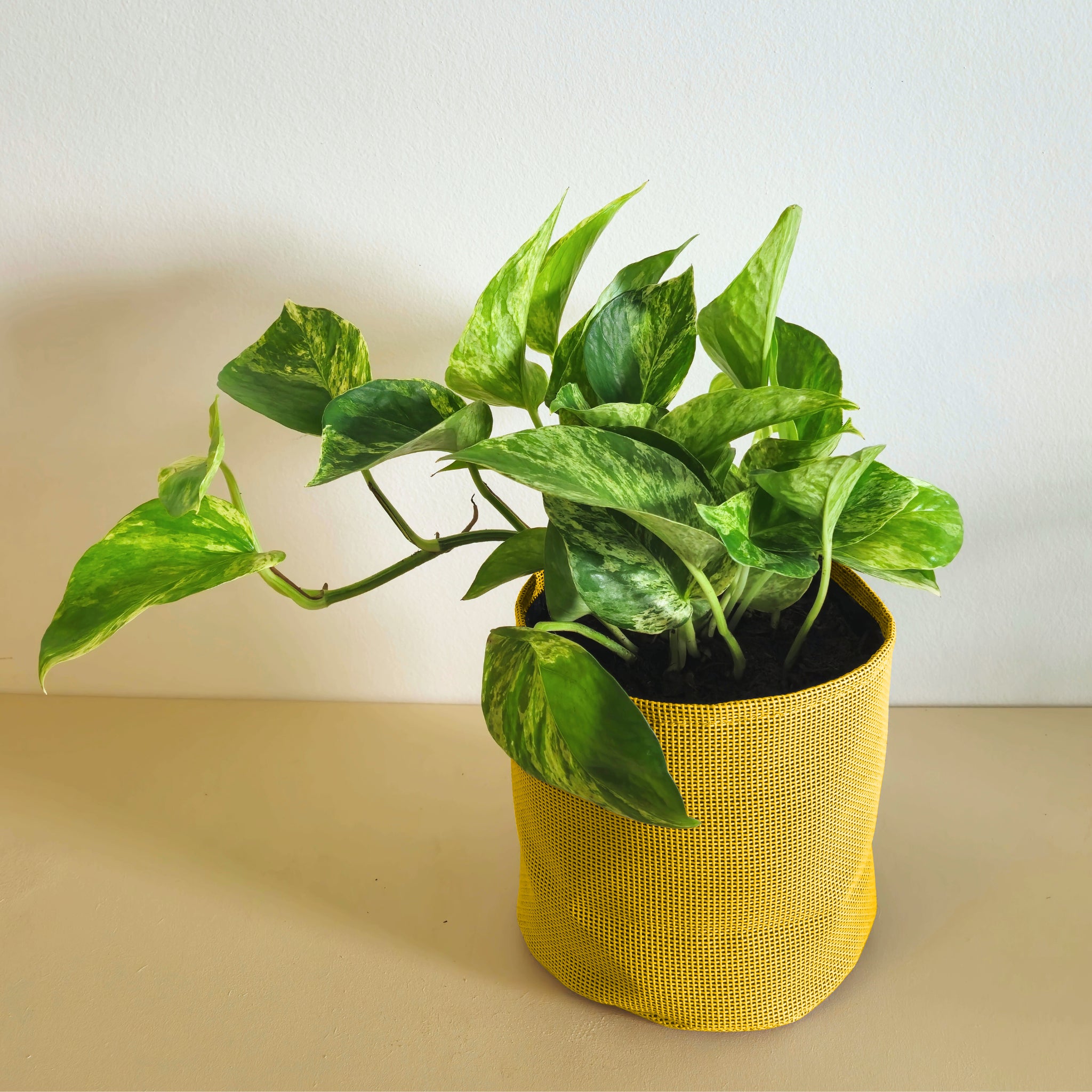 Epipremnum marble queen 25cm + pot jaune