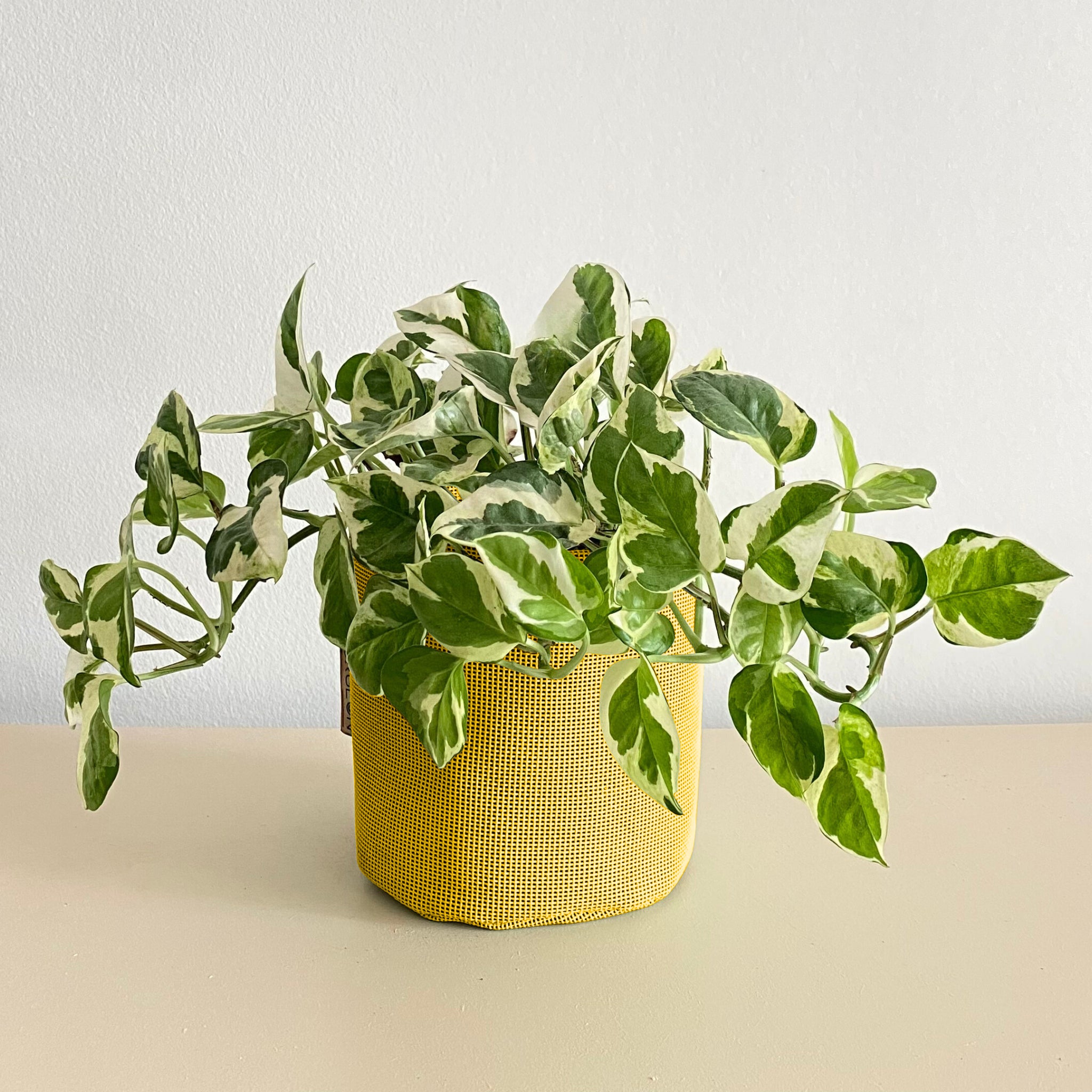 Epipremnum n'joy 30cm + pot jaune