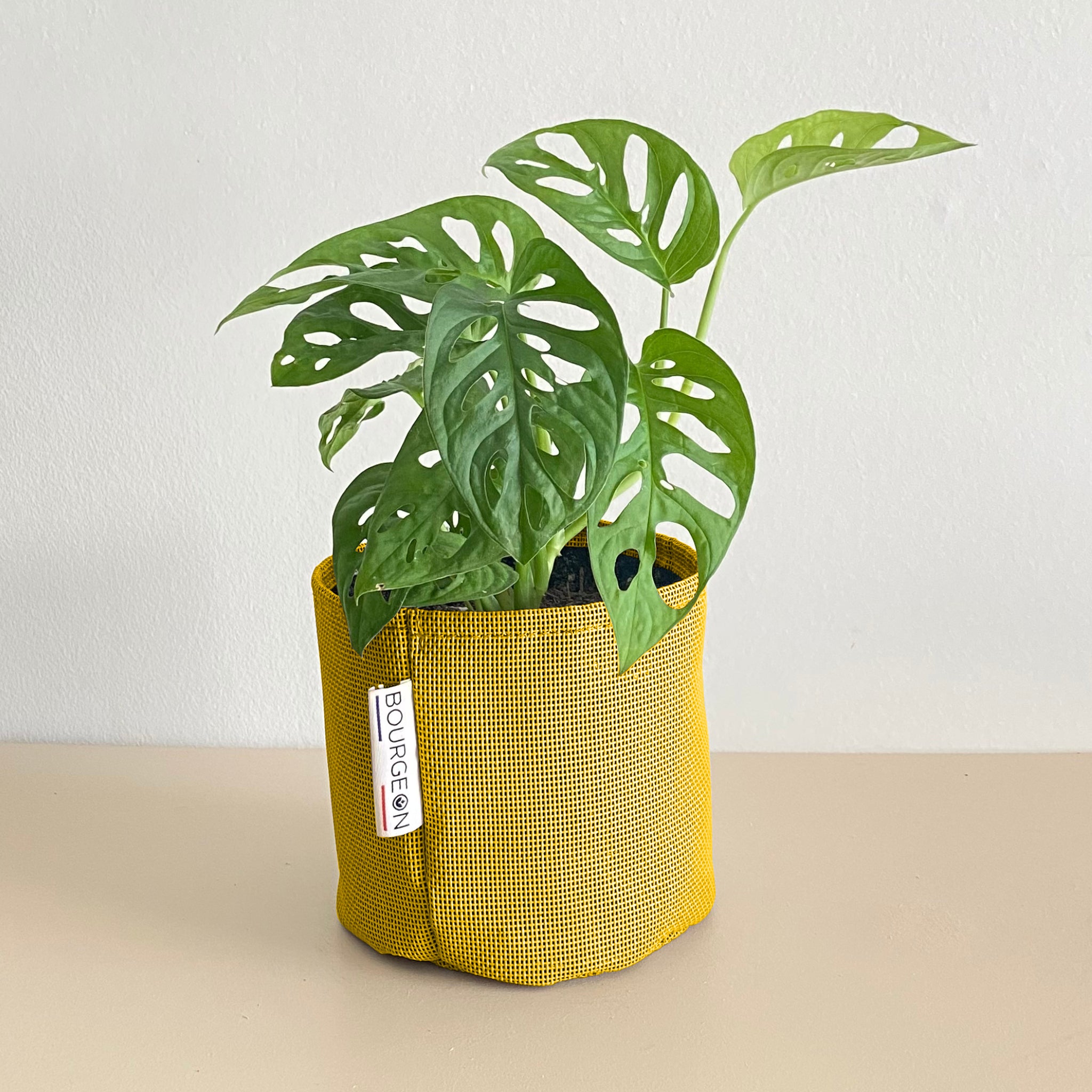 Monstera adansonii 30cm + pot jaune