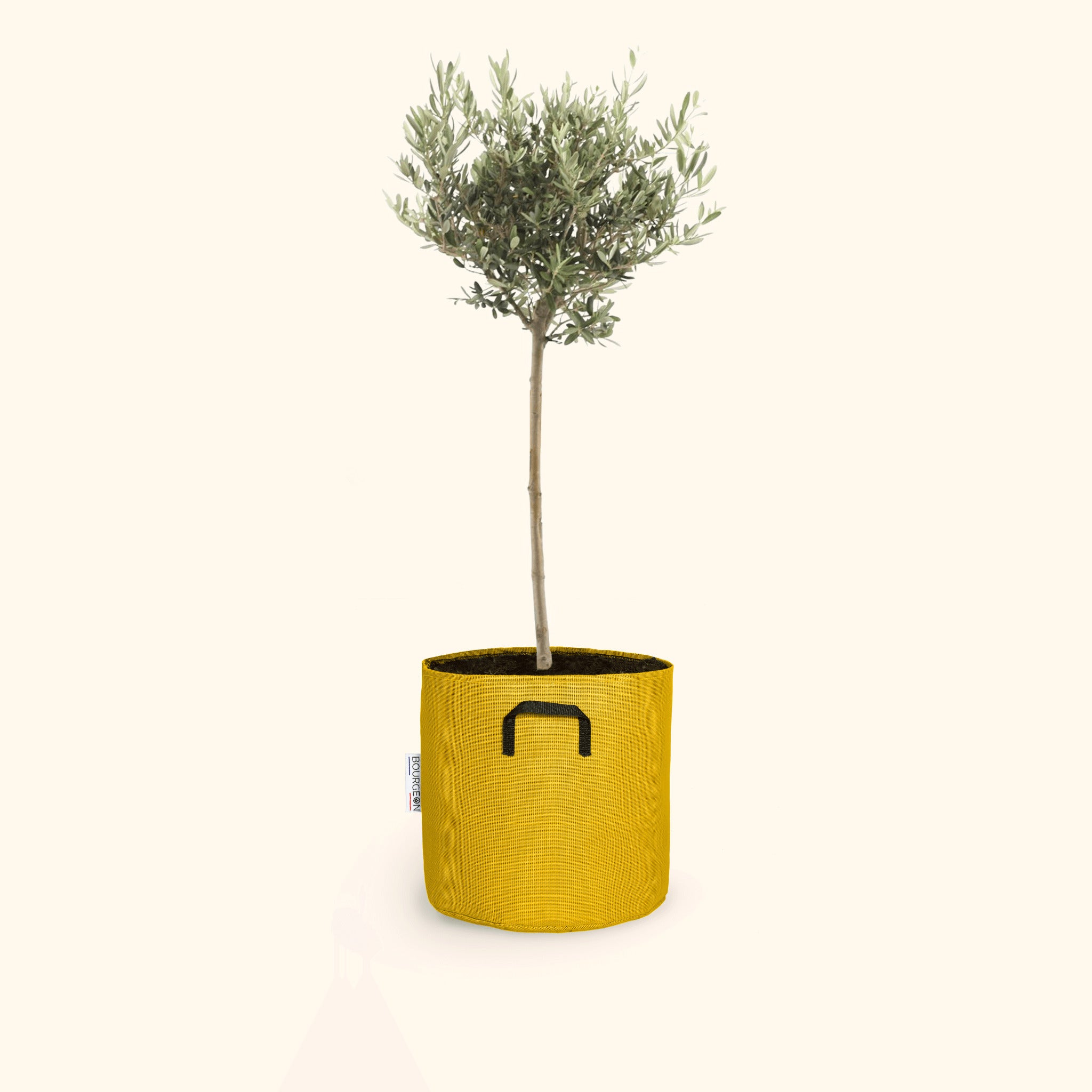 Olivier européen 30cm + pot jaune