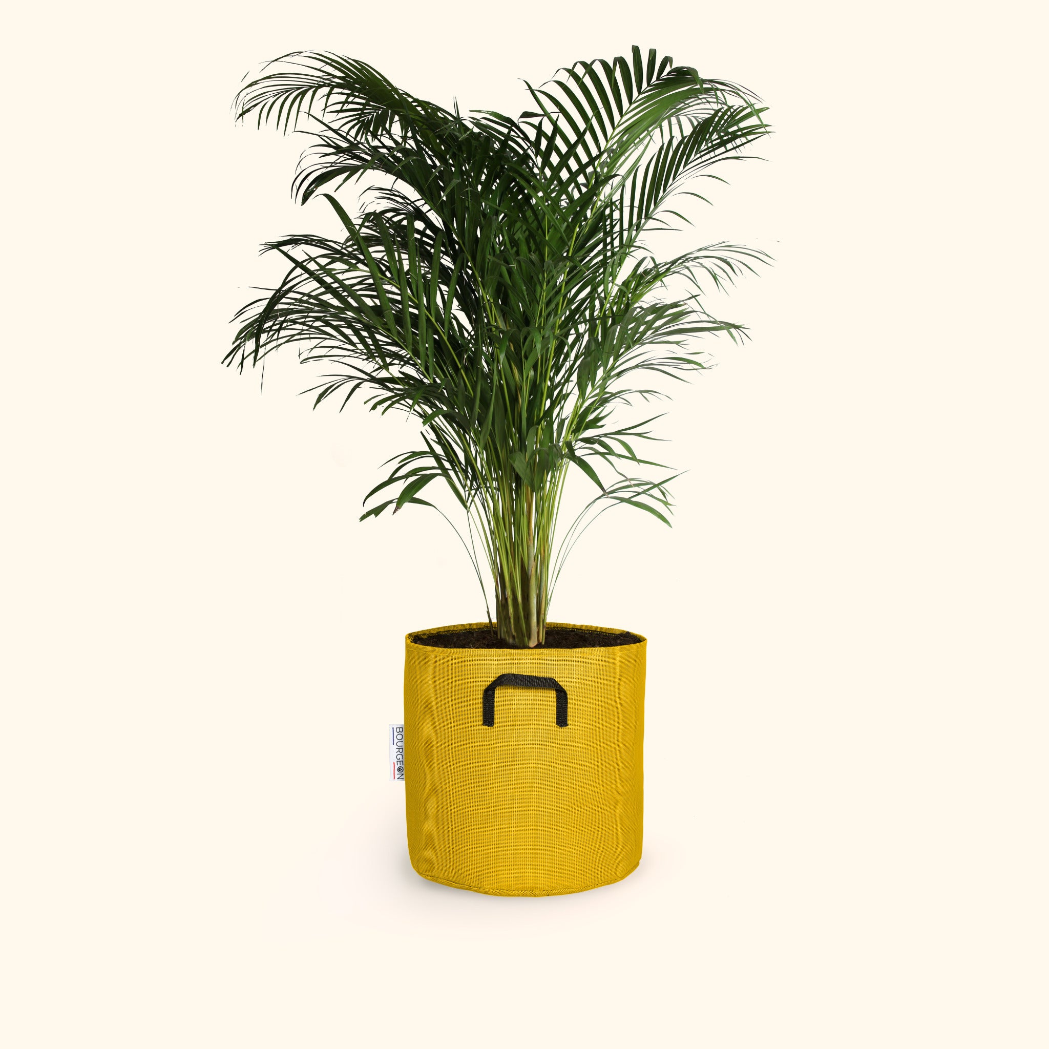 Dypsis lutescens 90cm + pot jaune