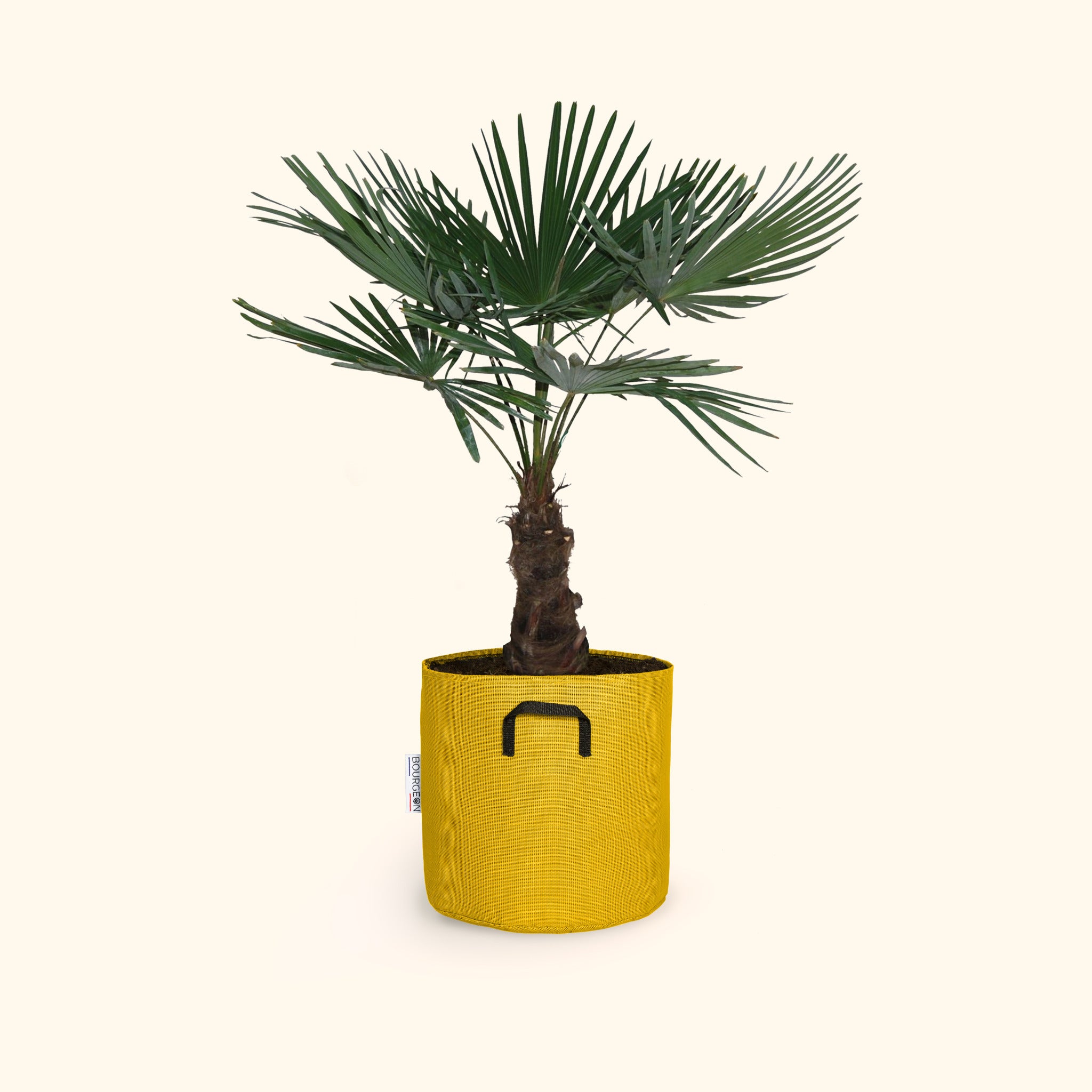 Trachycarpus fortunei 100cm + pot jaune