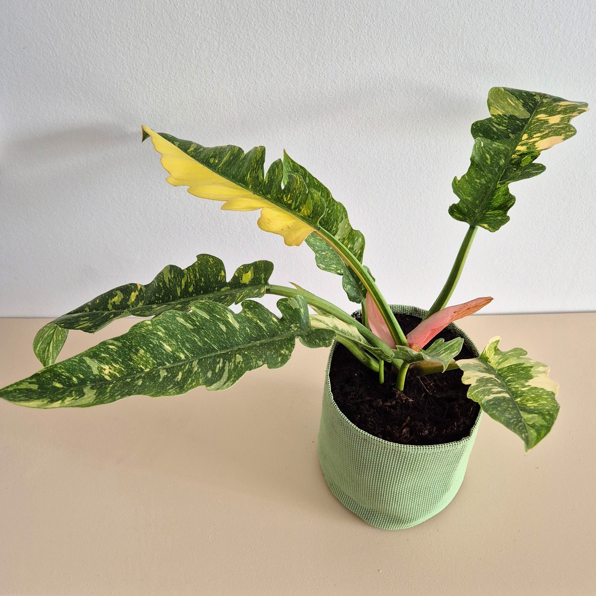 Philodendron ring of fire 30cm + pot