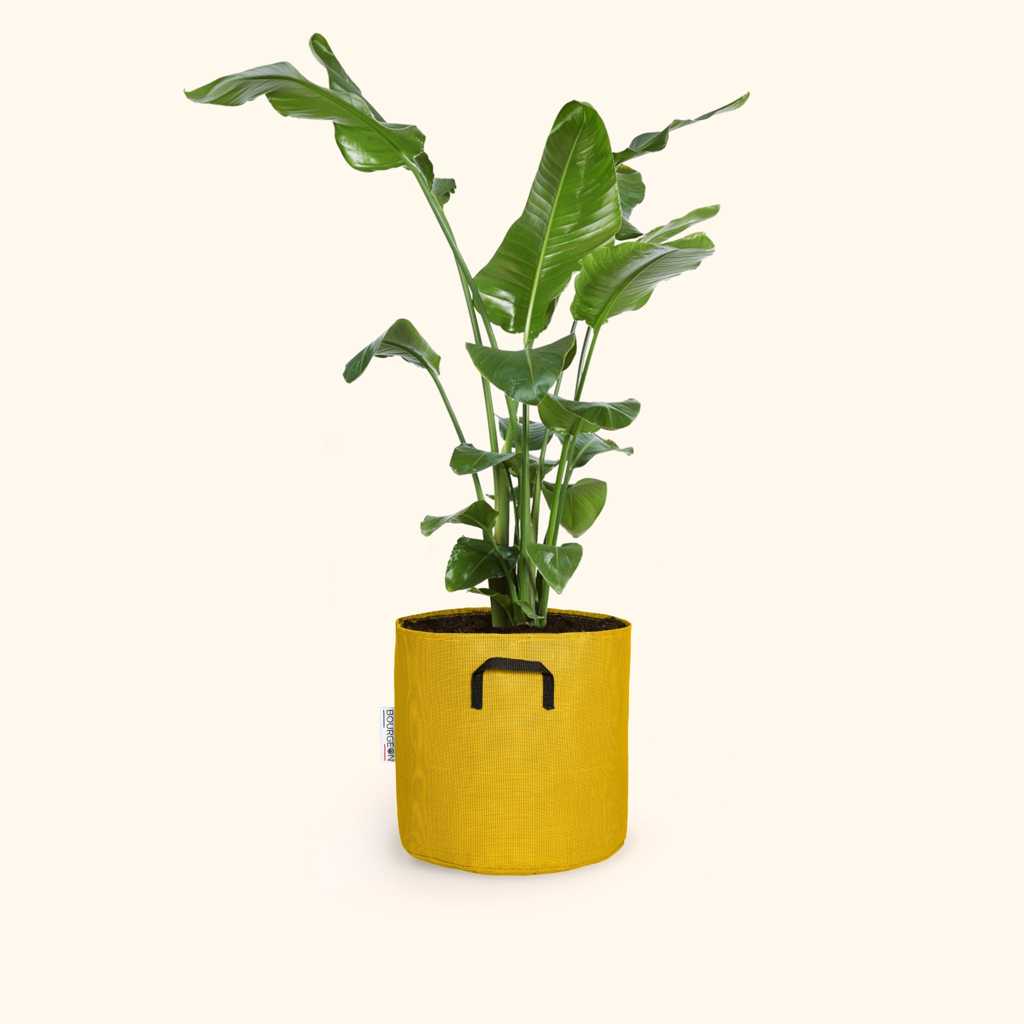 Strelitzia nicolai 90cm + pot jaune