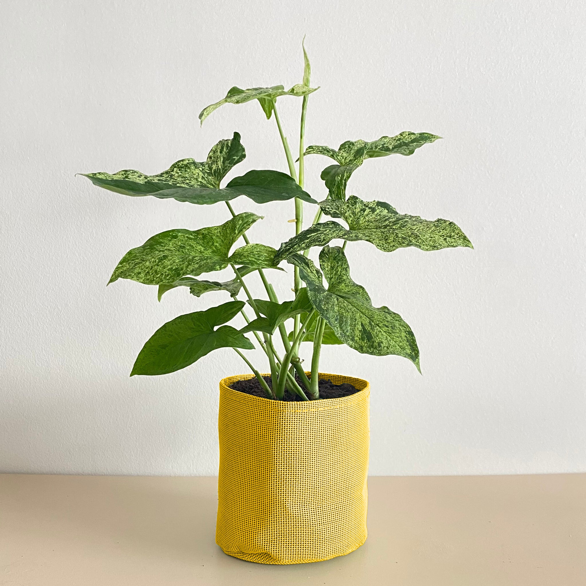 Syngonium mojito 35cm + pot jaune