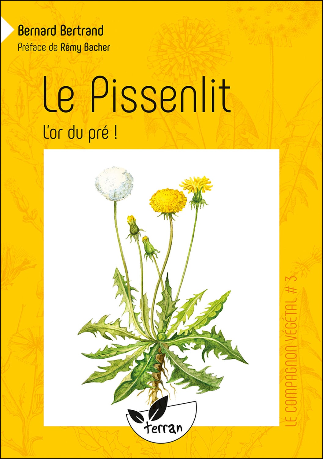 Le pissenlit, l'or du pré !