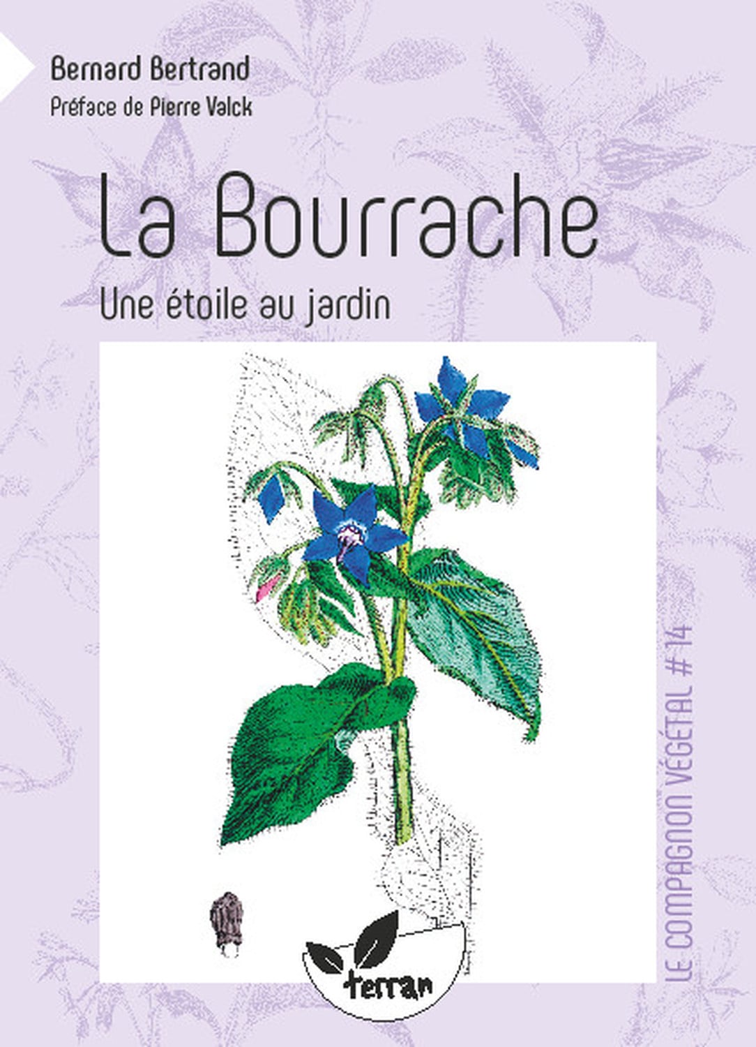 La bourrache, une étoile au jardin