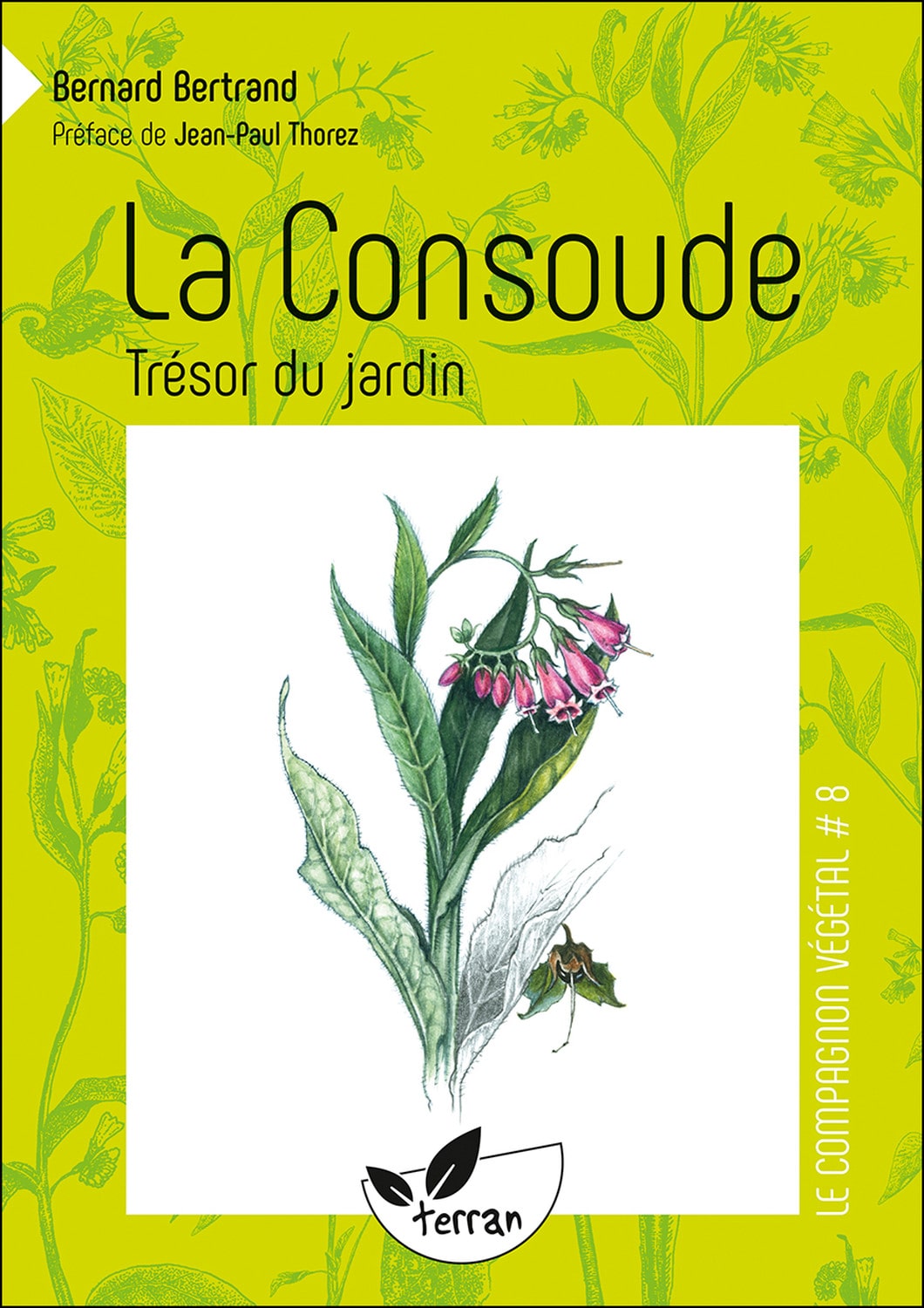 La consoude, trésor du jardin