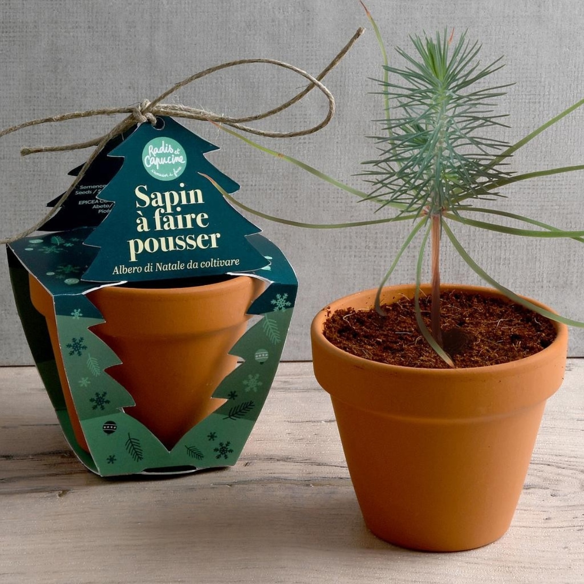 Petit kit de plantation sapin de noël