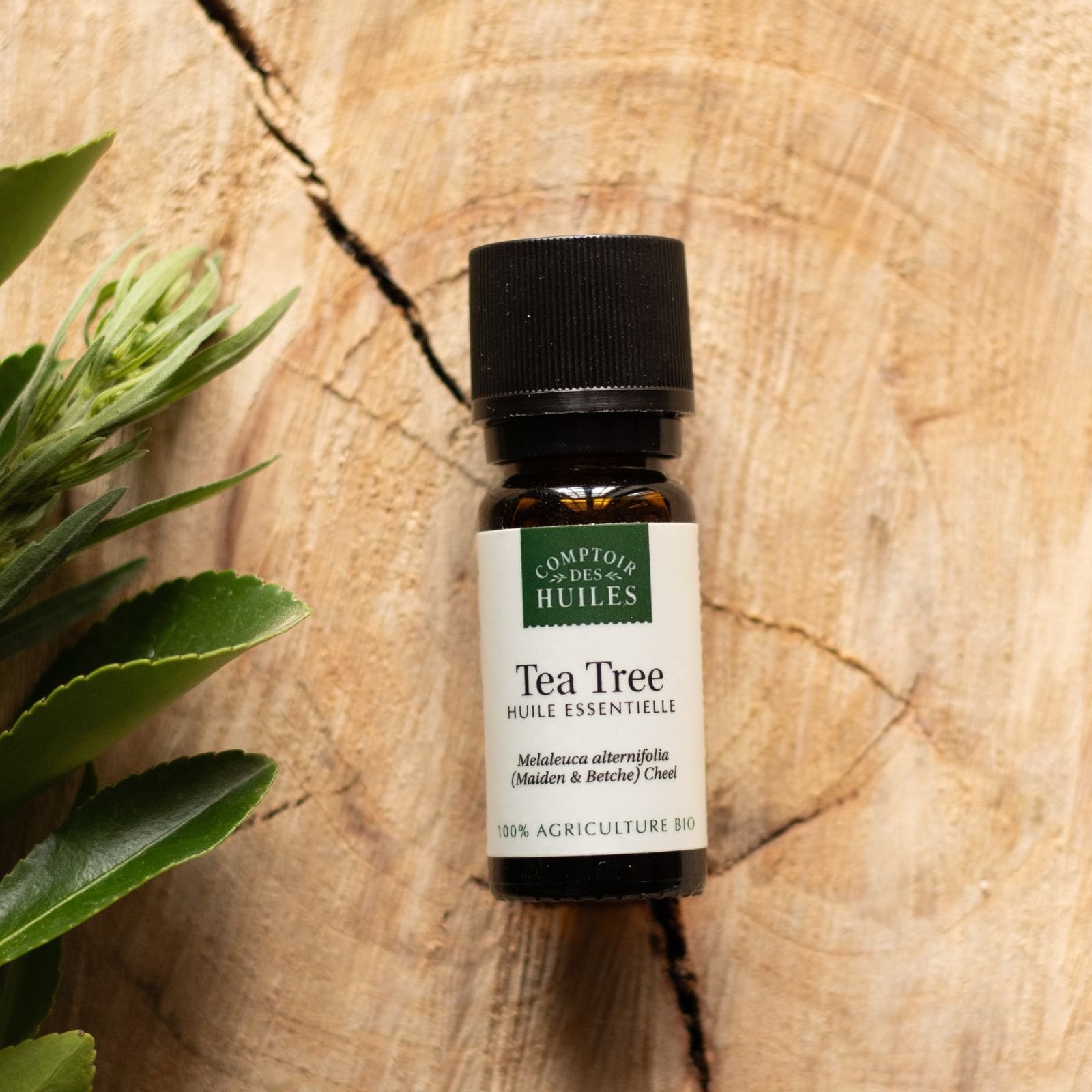 Huile essentielle de tea tree