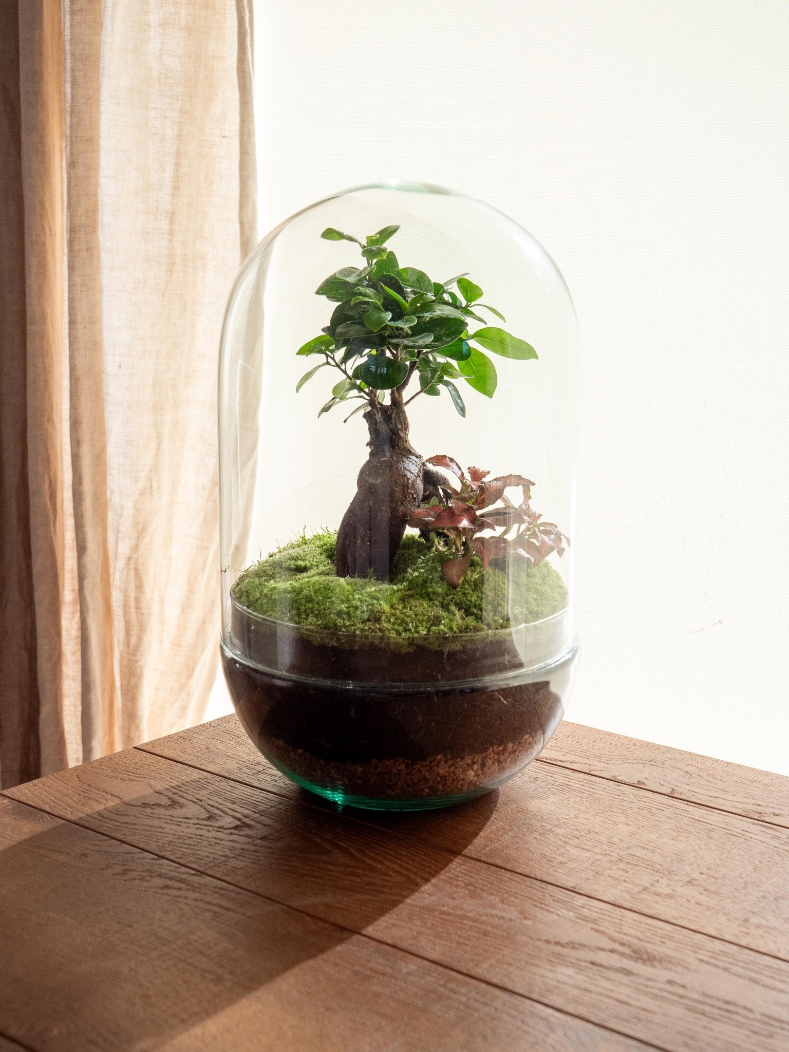 Terrarium - rio