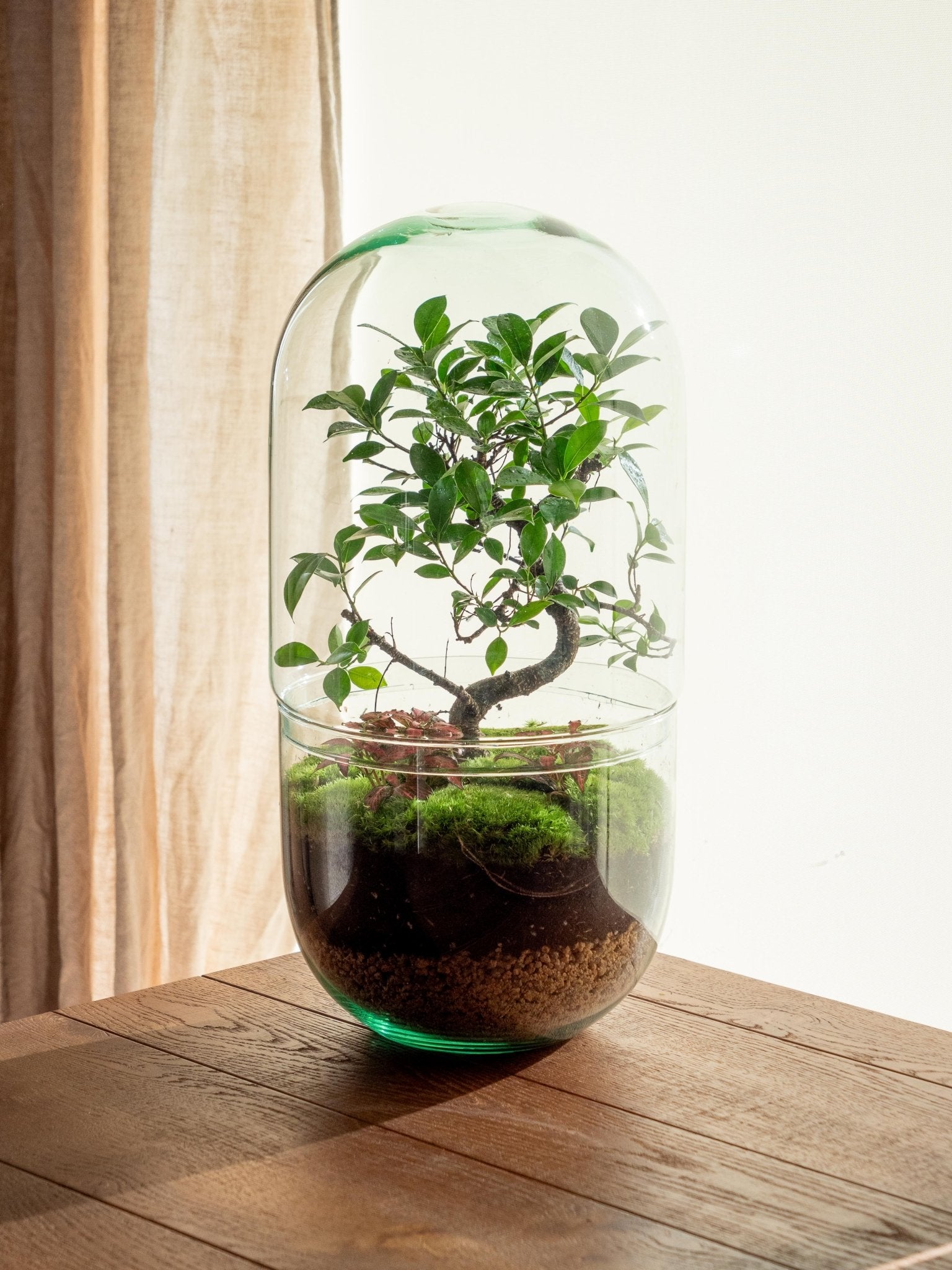 Terrarium - la paz