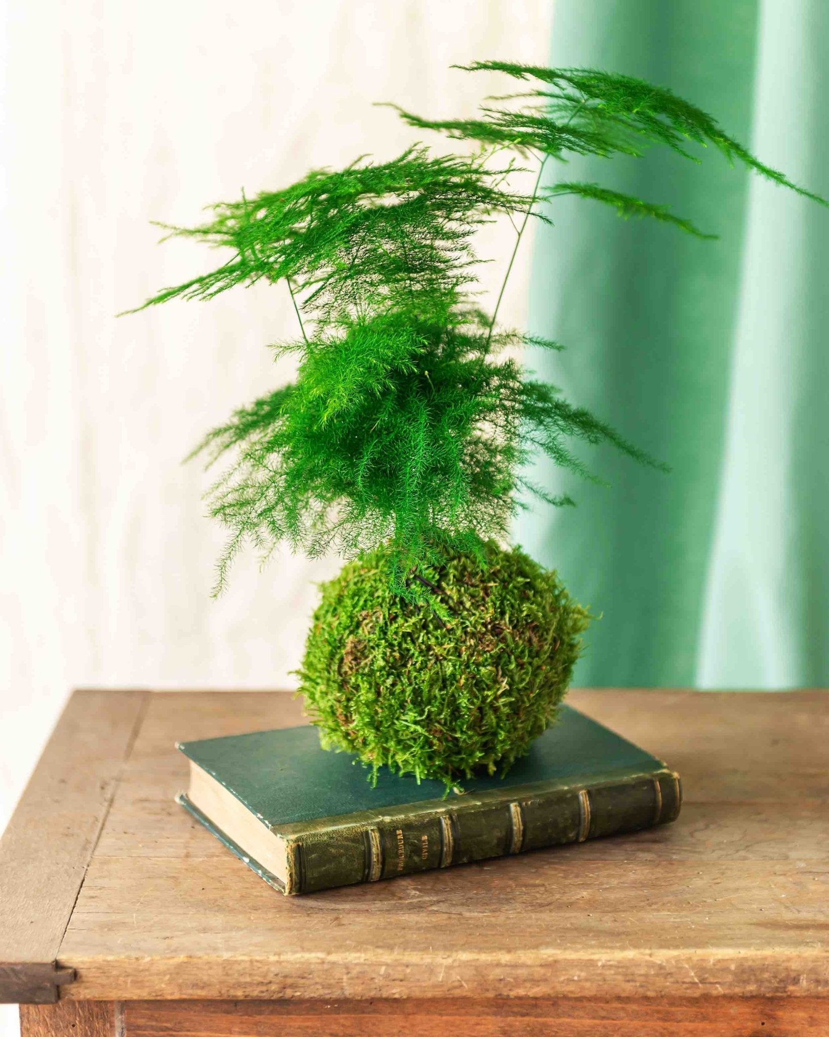 Kokedama - asparagus