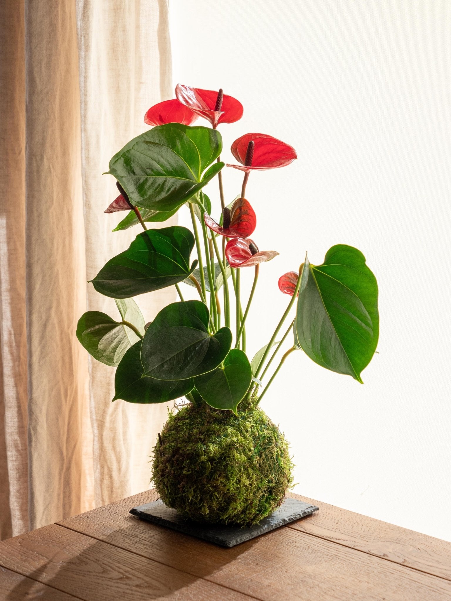 Kokedama - anthurium