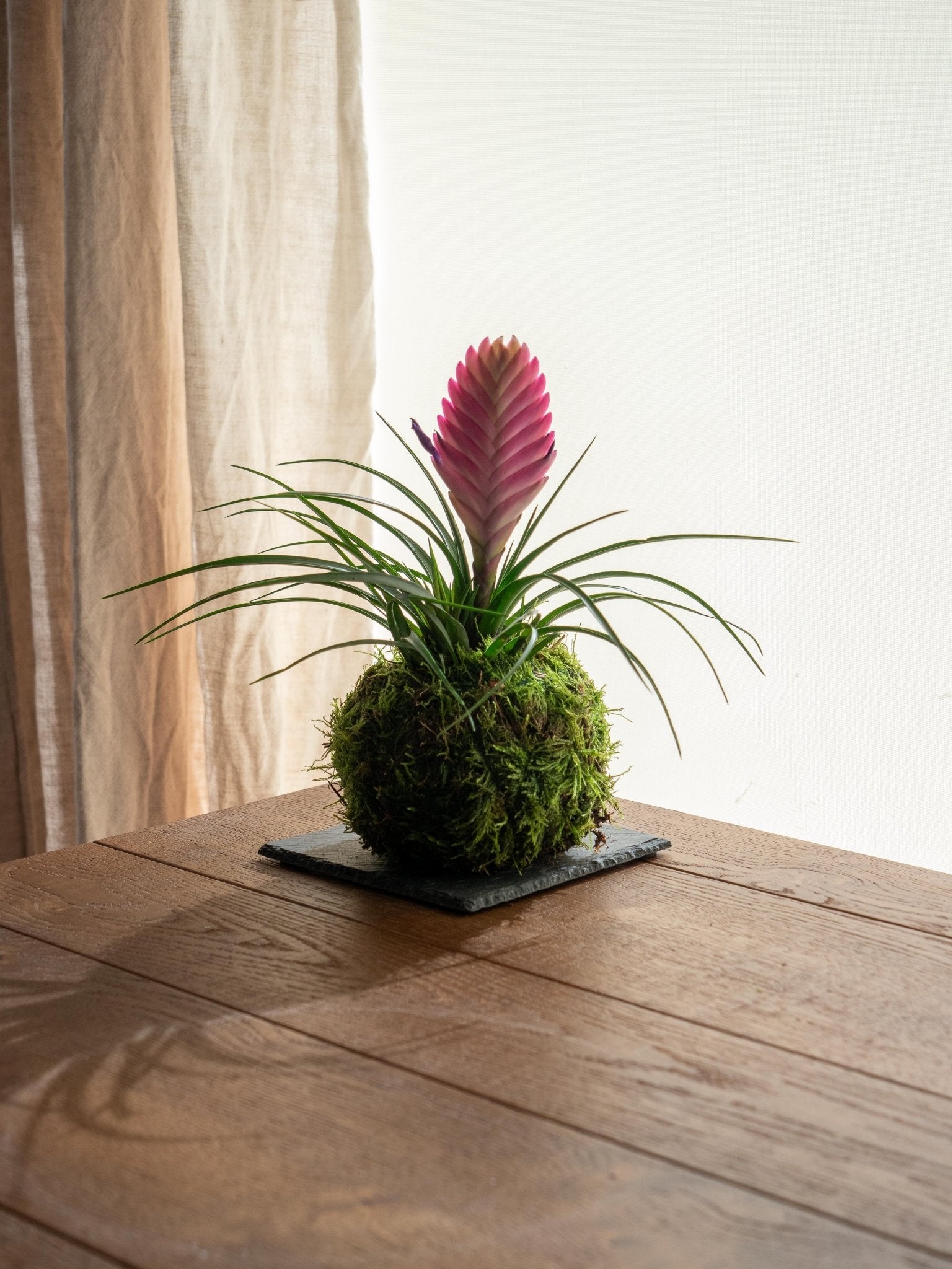 Kokedama - tillandsia