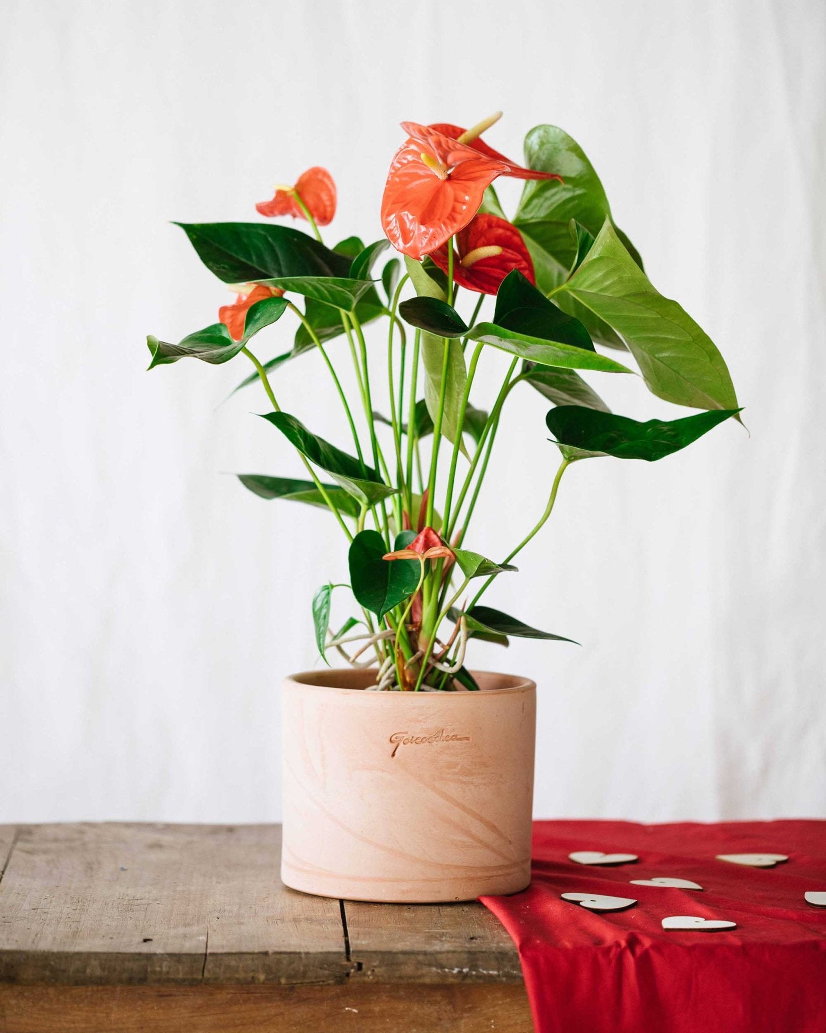 Anthurium rouge  h55cm