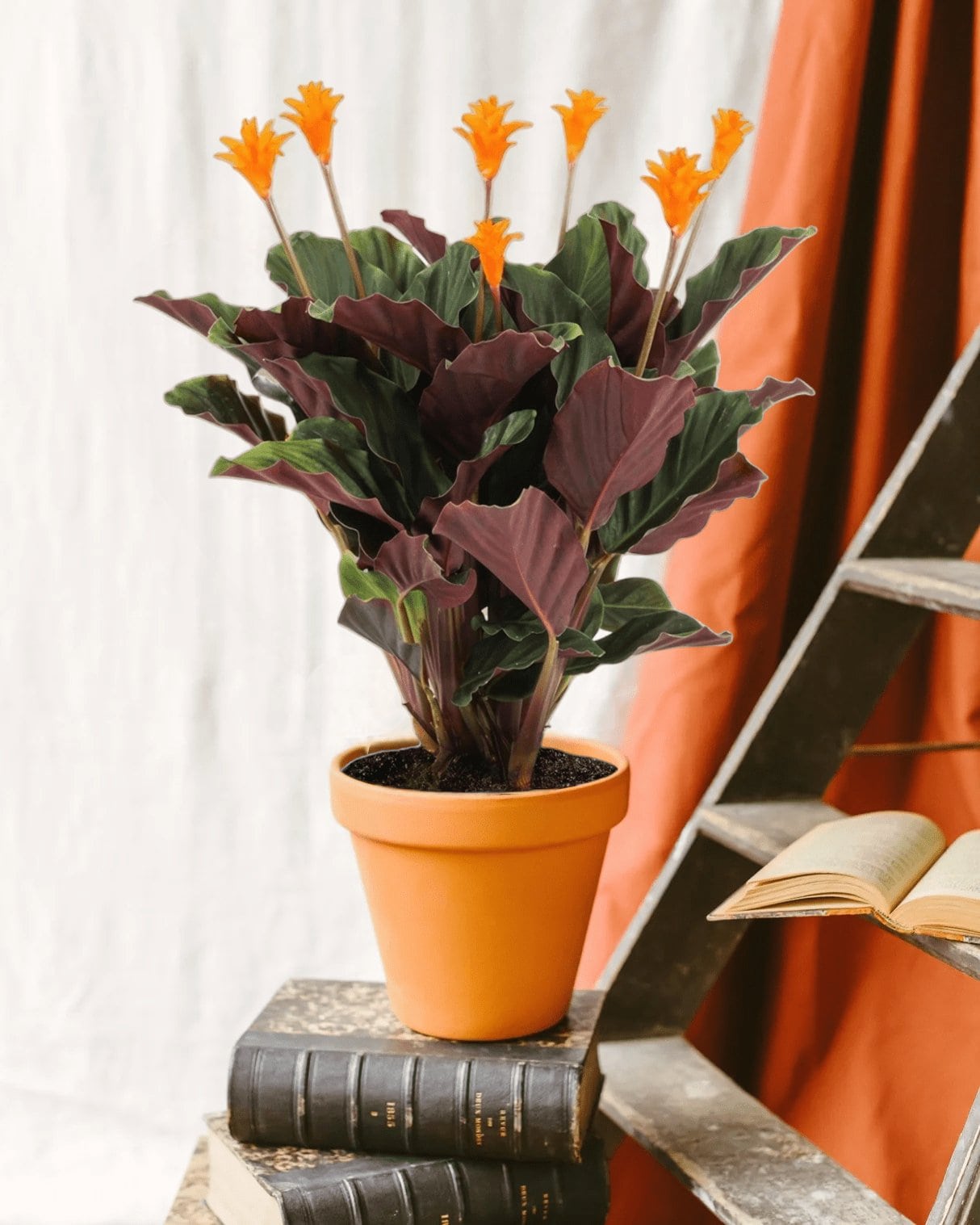 Calathea crocata