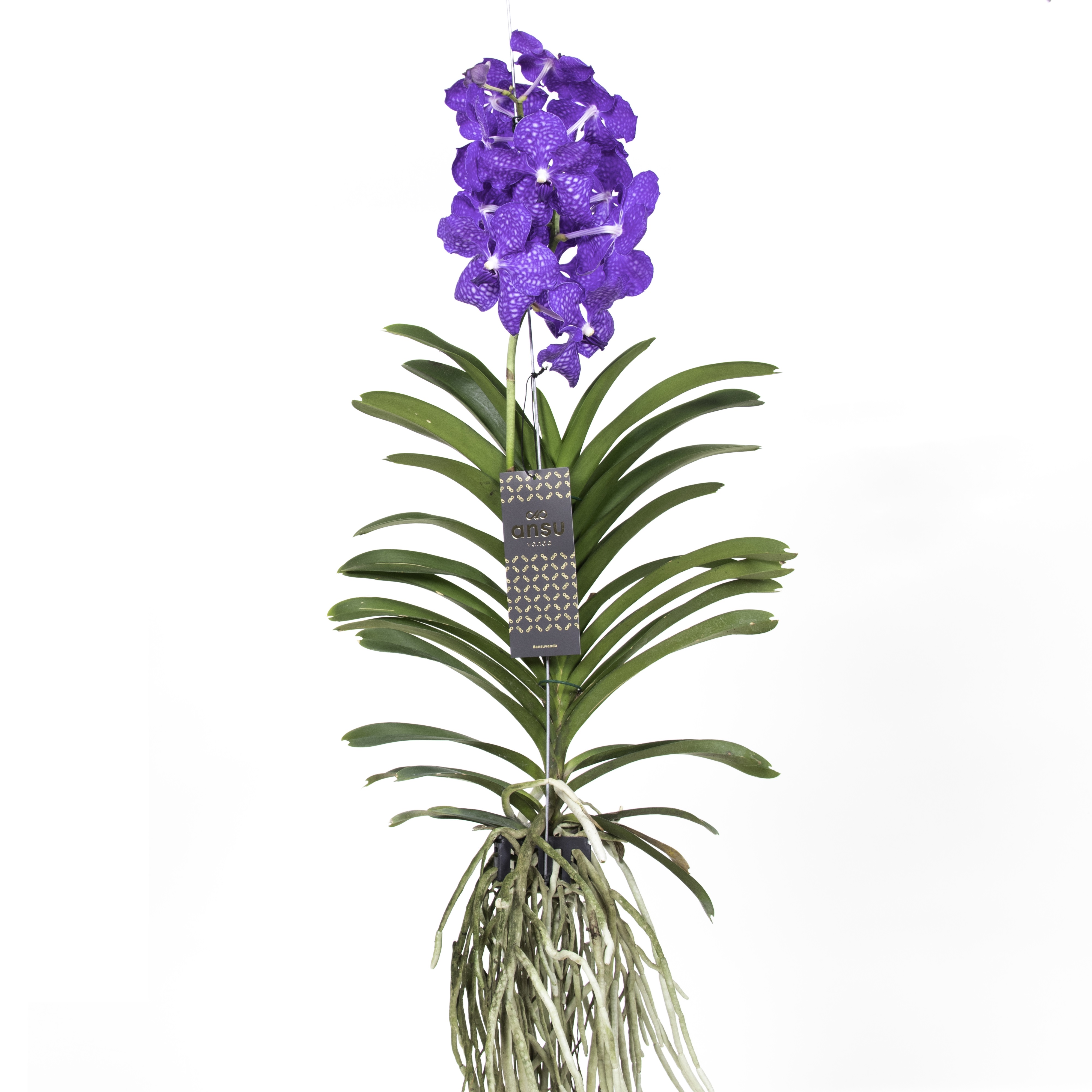 Vanda orchidée magic bleu royal