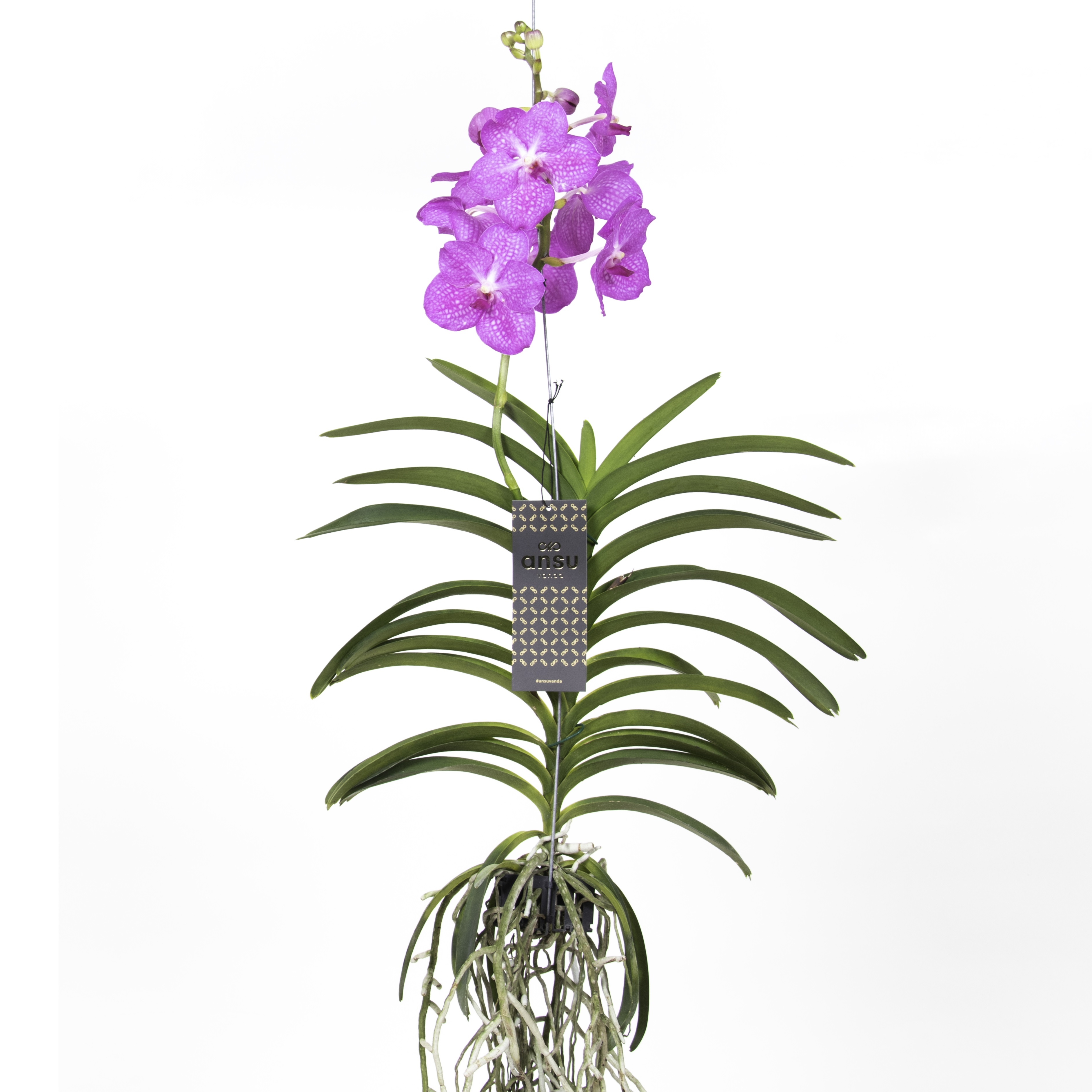 Vanda orchidée grande rose