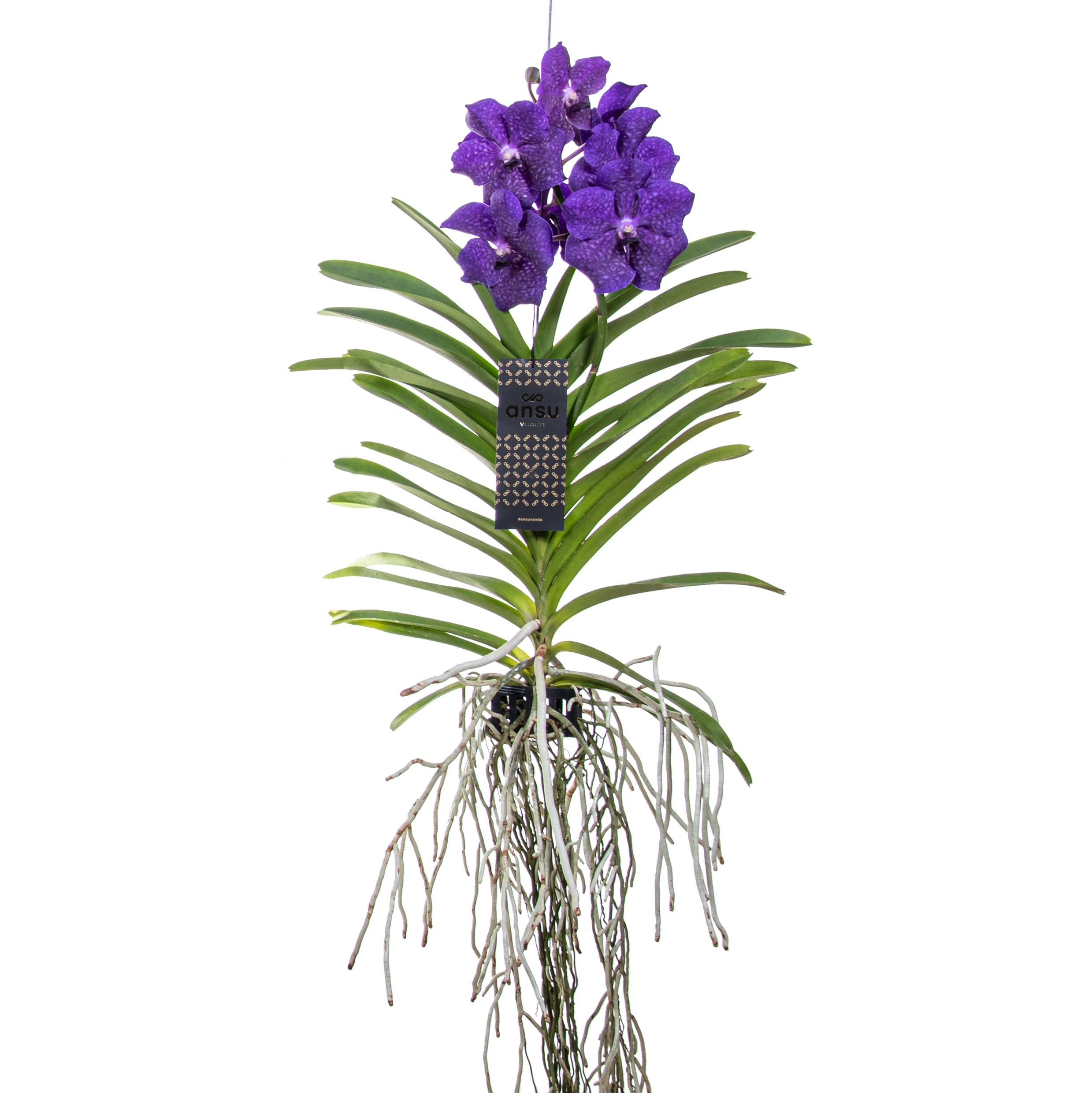 Vanda orchidée l bleu