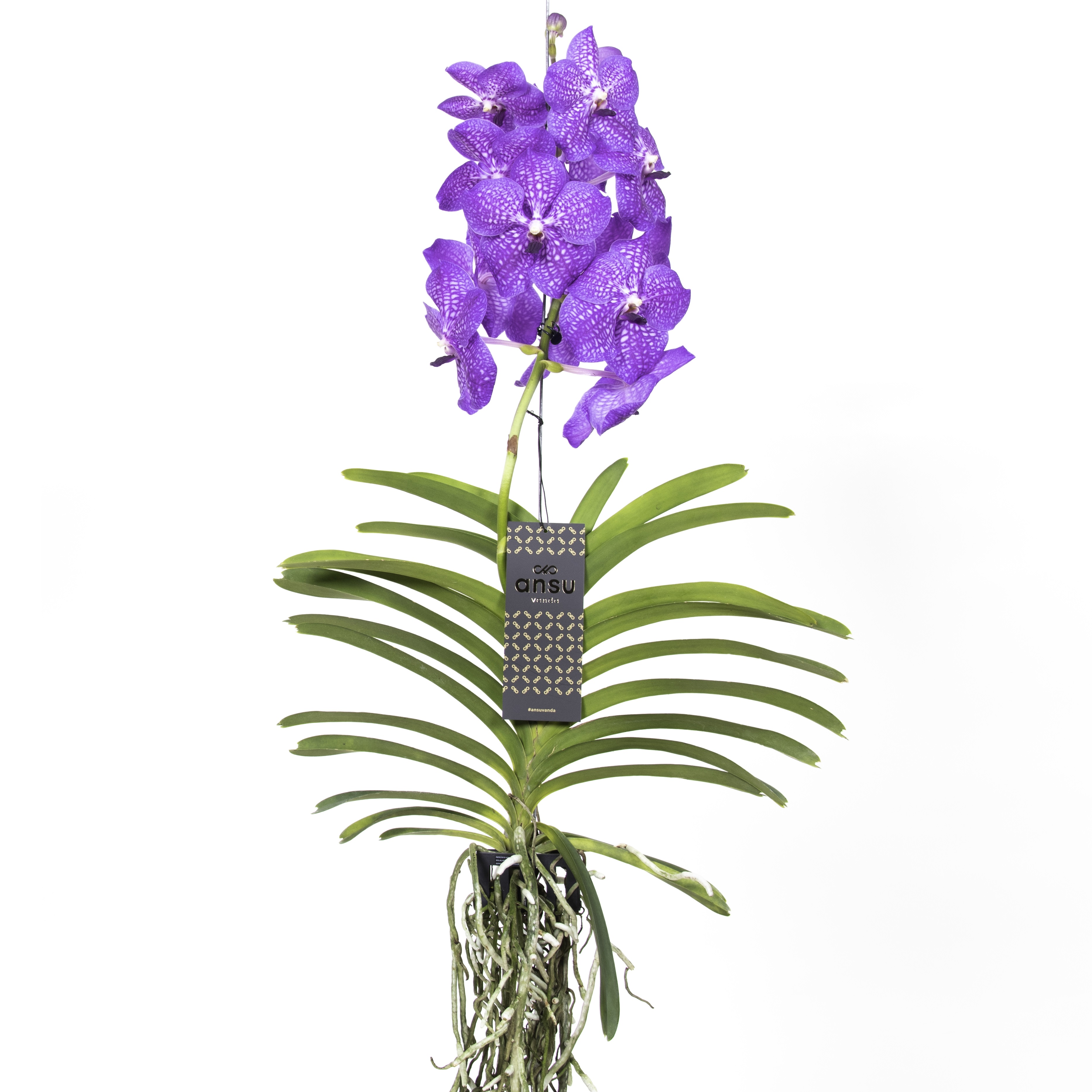 Vanda orchidée l lila