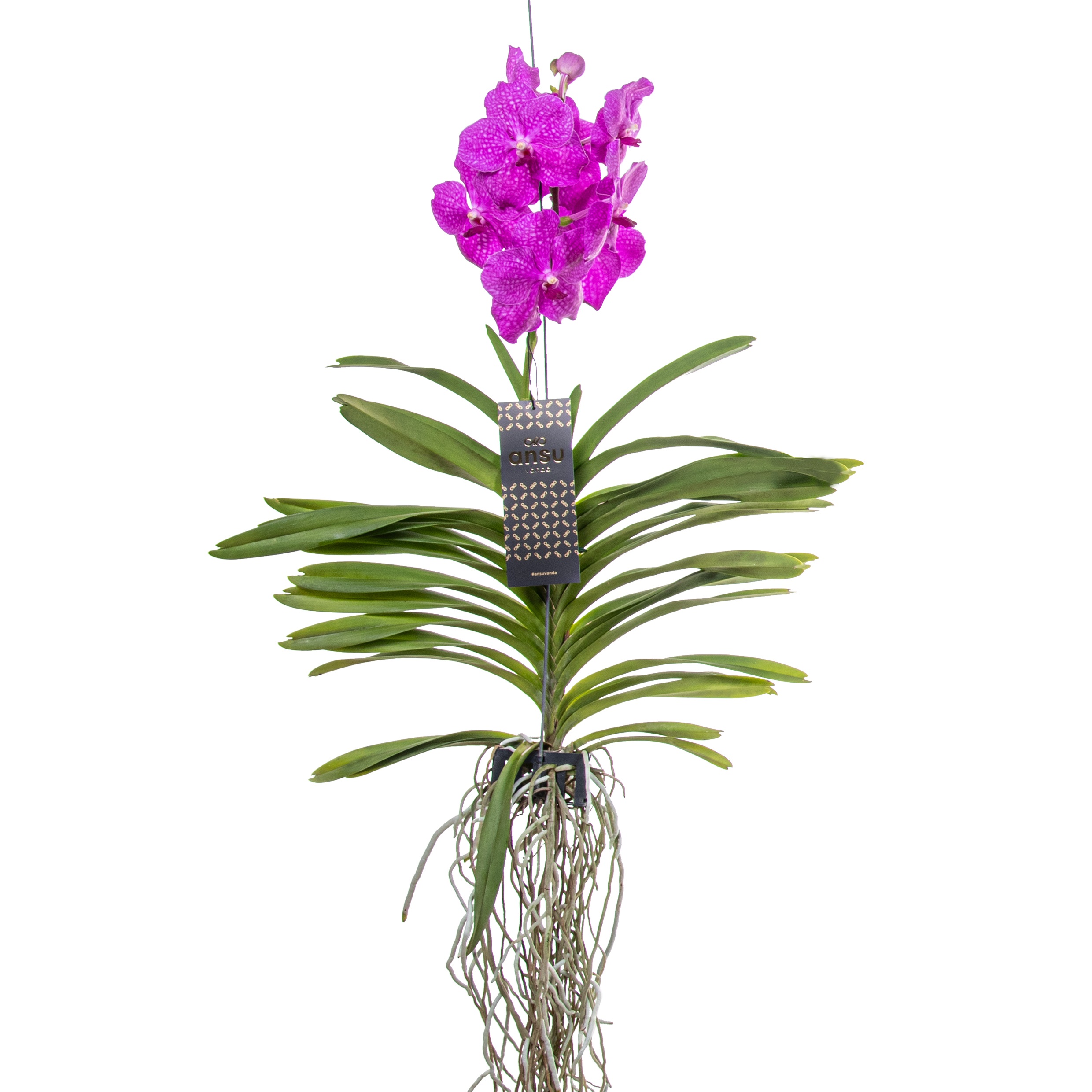 Vanda orchidée l rose