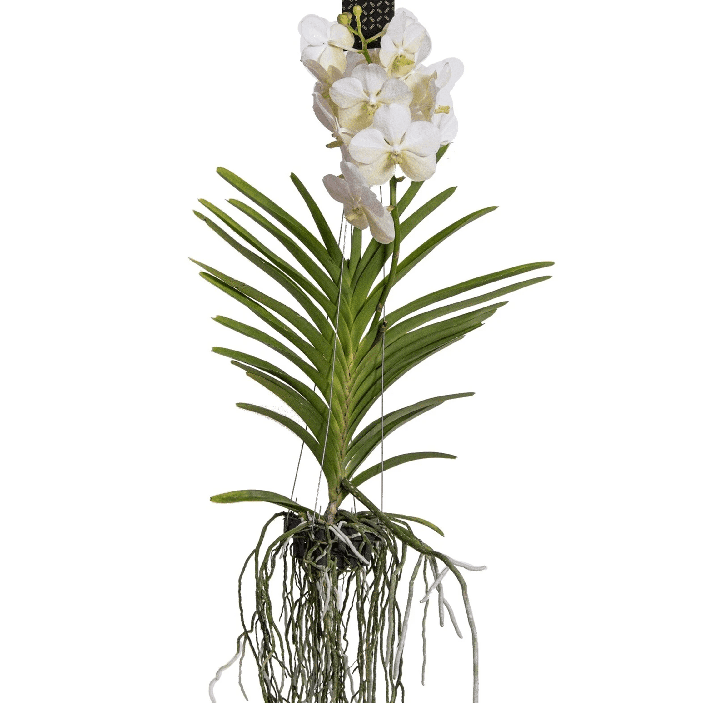 Vanda orchidée l blanc