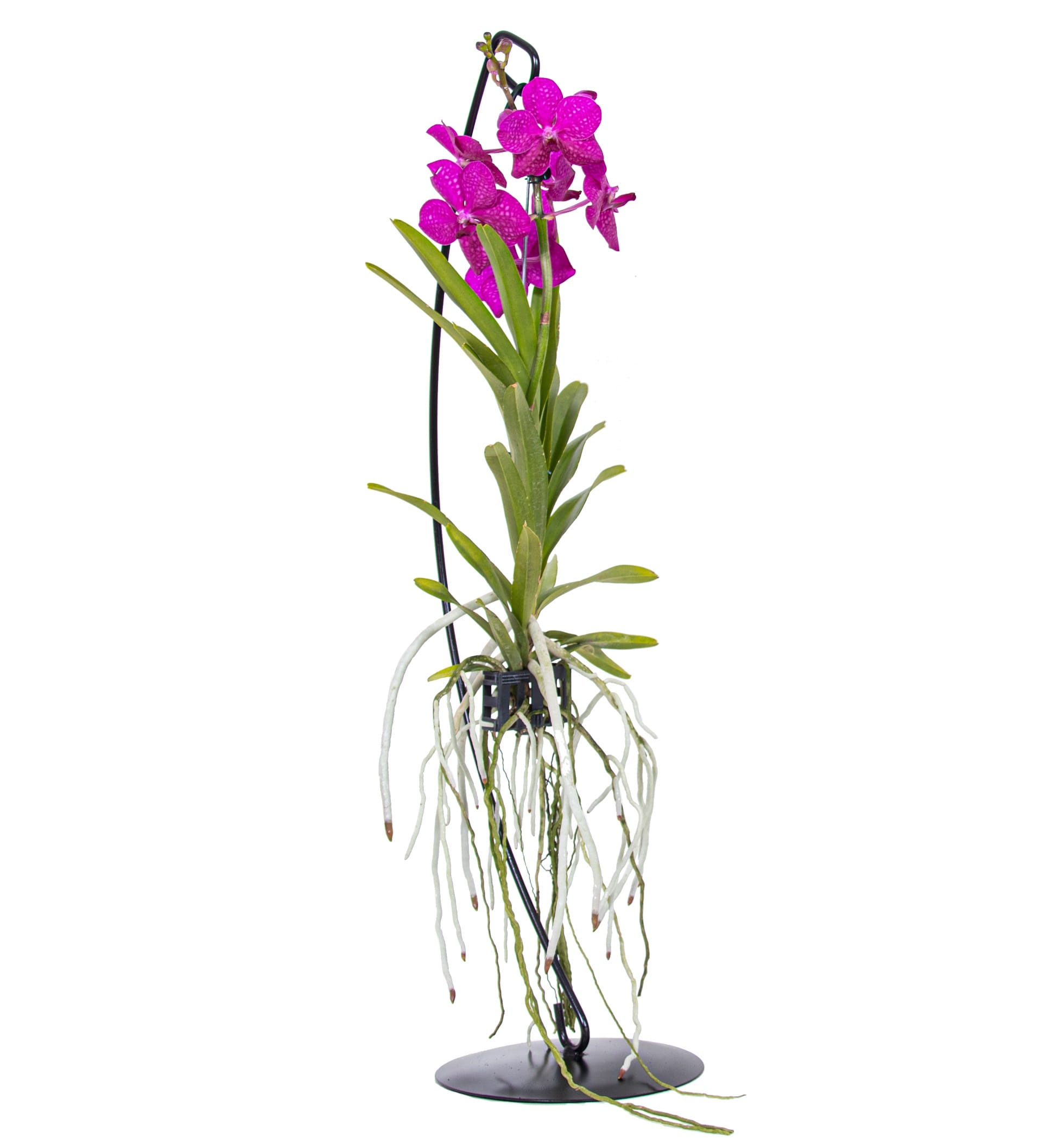 Vanda orchidée rose stands décoratifs