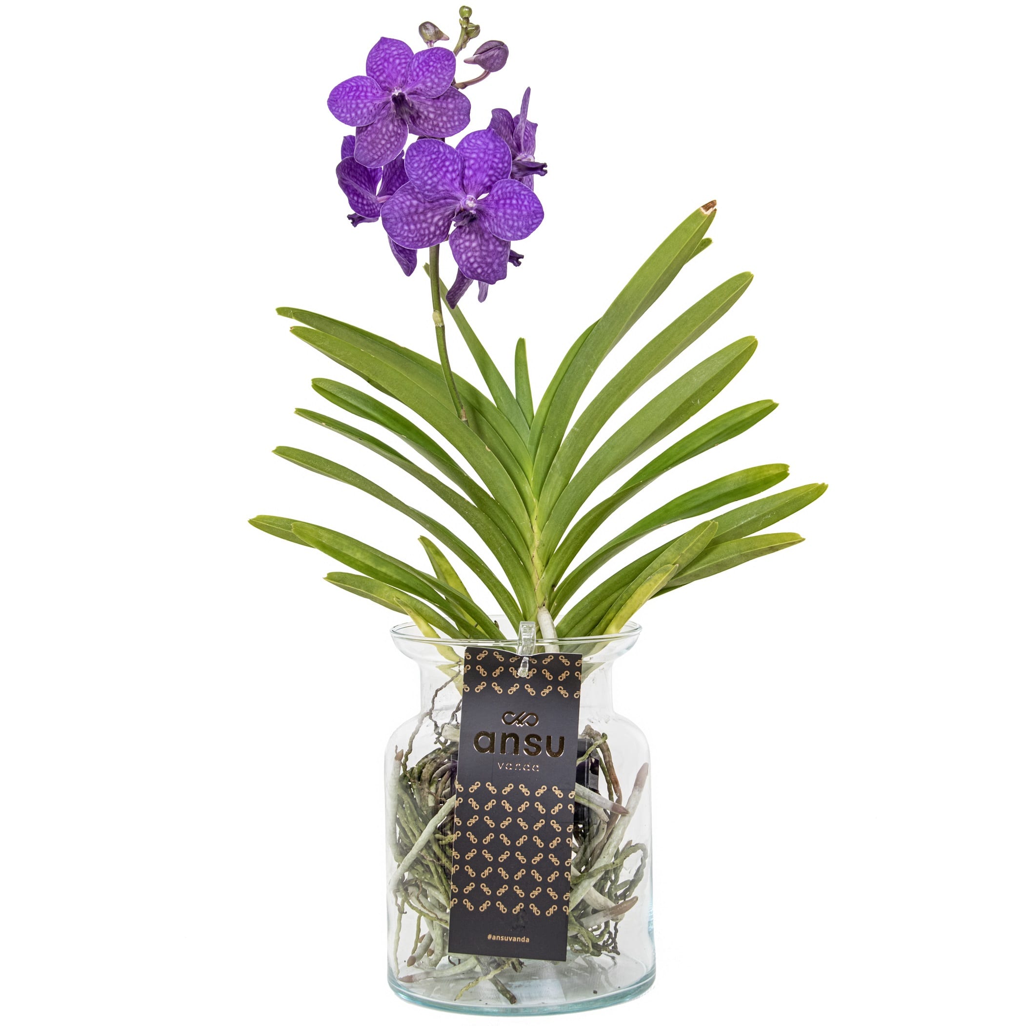 Vanda orchidée bleu vase