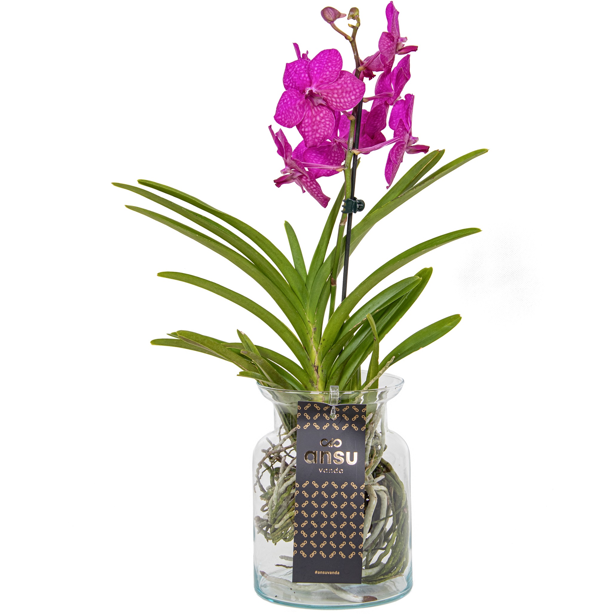 Vanda orchidée cerise vase