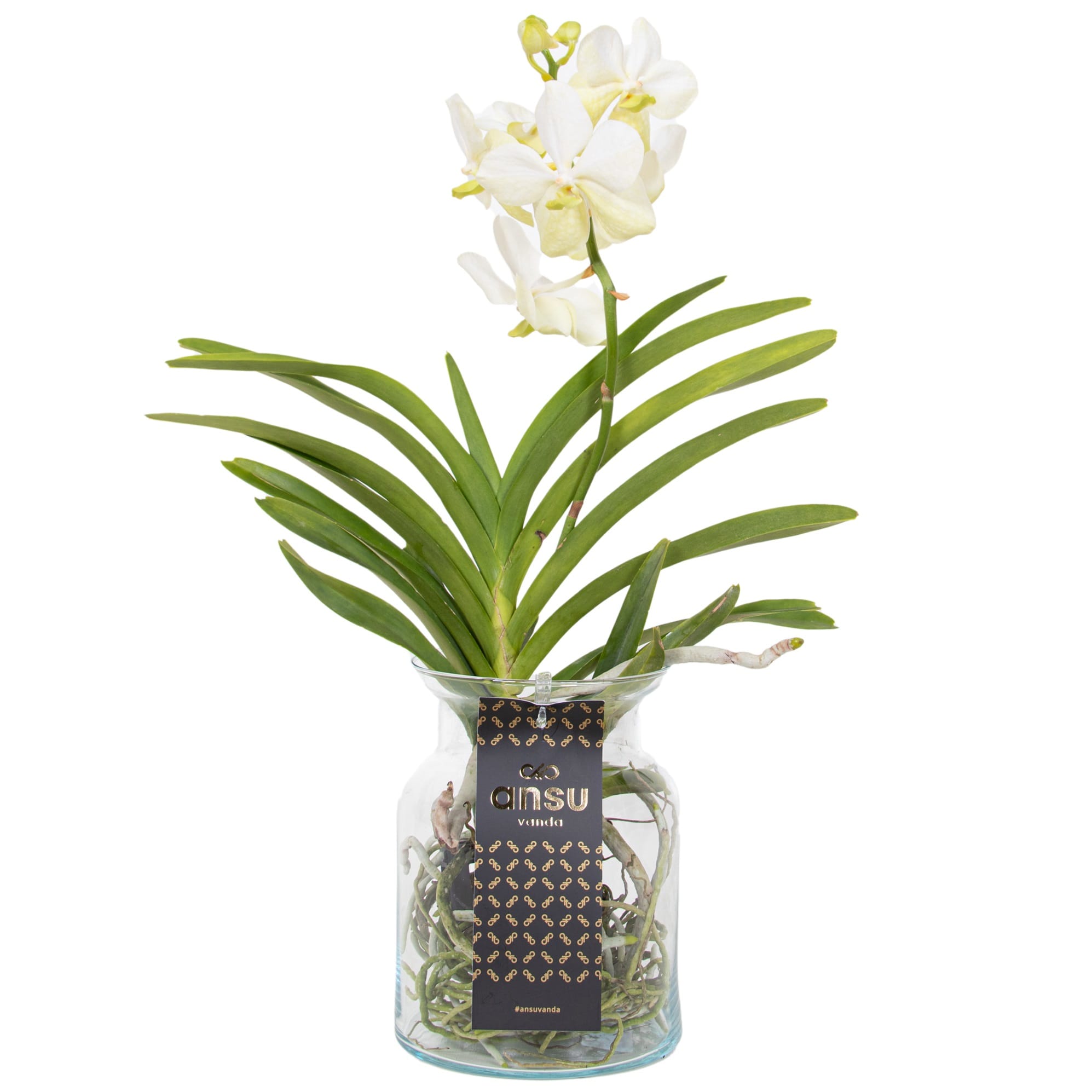 Vanda orchidée blanc vase