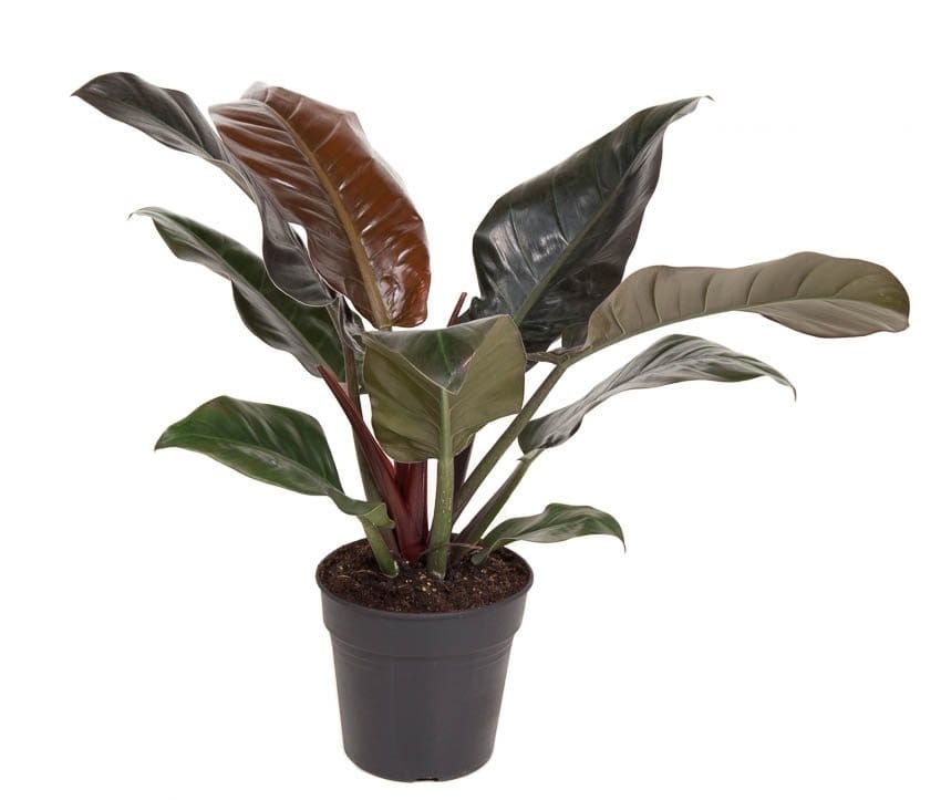 Philodendron arborescent 'imperial red