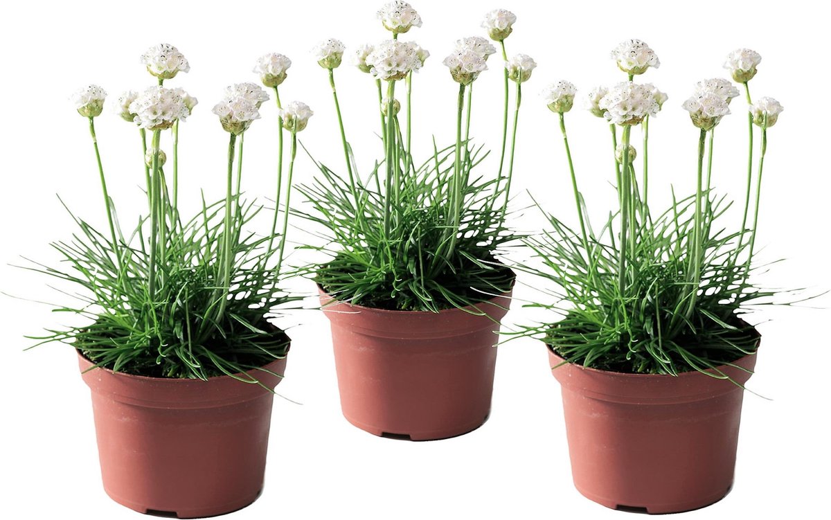 Armeria 'english grass' blanc - 3