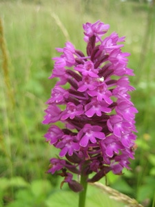 orchis-Jean-Baptiste-Dumont