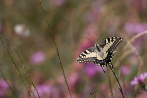 papillon